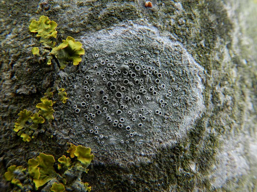 Lecanora sp.
